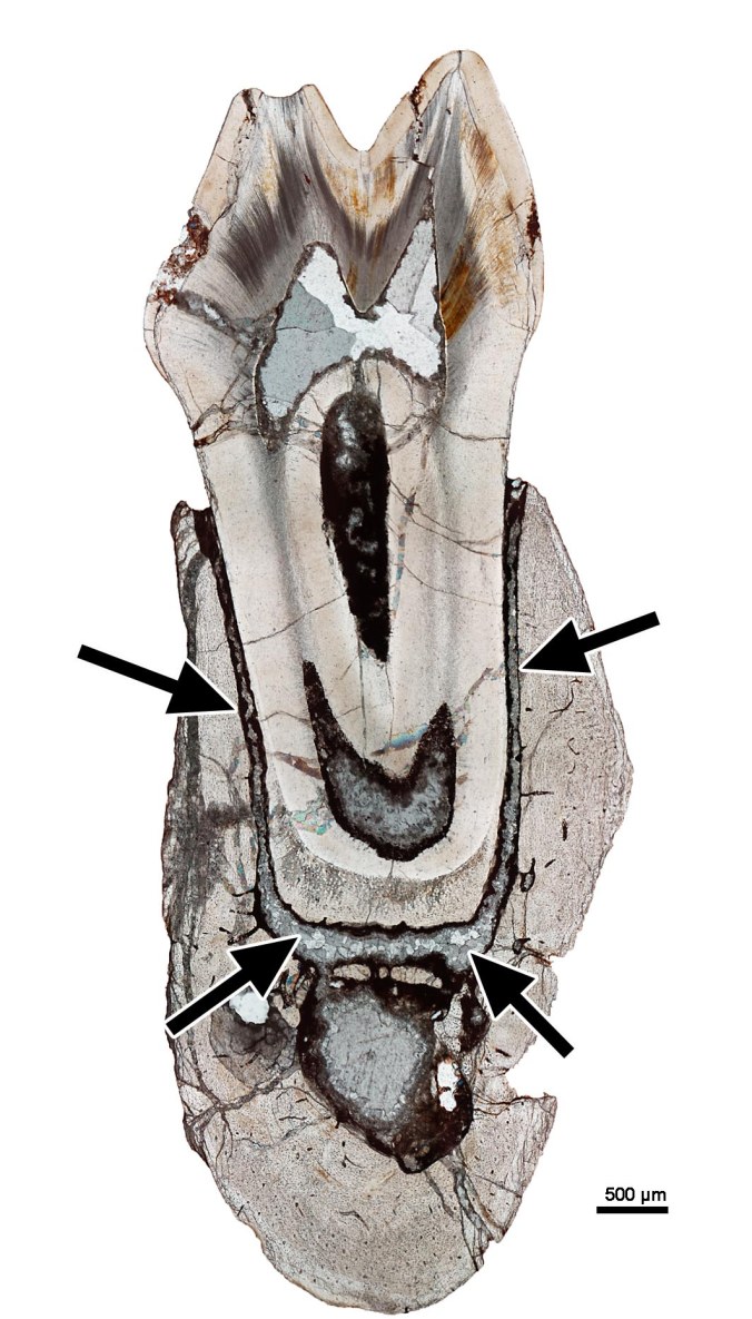 Fig. 2 Fossil mammal periodontium